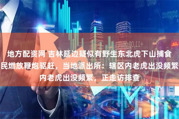 地方配资网 吉林延边疑似有野生东北虎下山捕食抓伤家牛，村民燃放鞭炮驱赶，当地派出所：辖区内老虎出没频繁，正走访排查