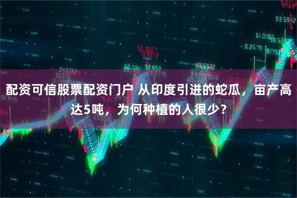 配资可信股票配资门户 从印度引进的蛇瓜，亩产高达5吨，为何种植的人很少？