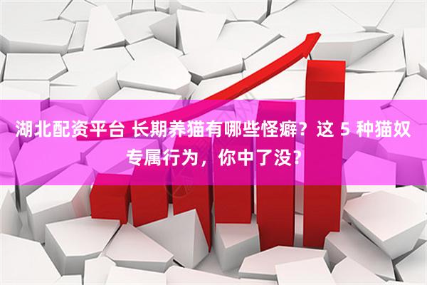 湖北配资平台 长期养猫有哪些怪癖？这 5 种猫奴专属行为，你中了没？