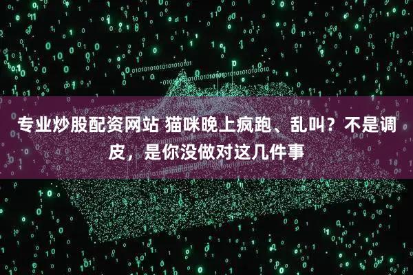 专业炒股配资网站 猫咪晚上疯跑、乱叫？不是调皮，是你没做对这几件事